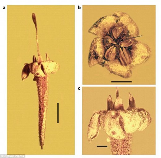 Fosil cvijeta star 15 miliona godina, zarobljen u ćilibaru, pronađen je u Dominikanskoj Republici