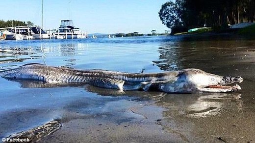 Neobično morsko stvorenje pronađeno mrtvo na plaži u Novom Južnom Velsu u Australiji