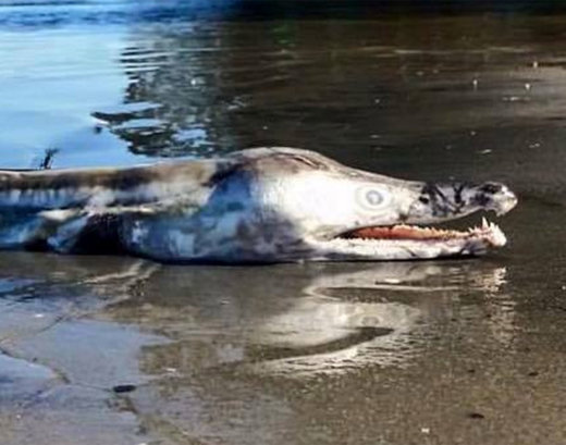 Neobično morsko stvorenje pronađeno mrtvo na plaži u Novom Južnom Velsu u Australiji