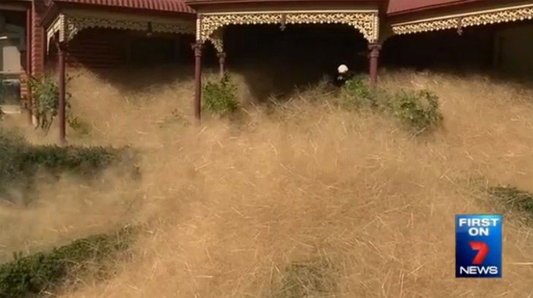Ekstremna suša i jak vjetar zatrpali su australski gradić Wangaratt suhom travom