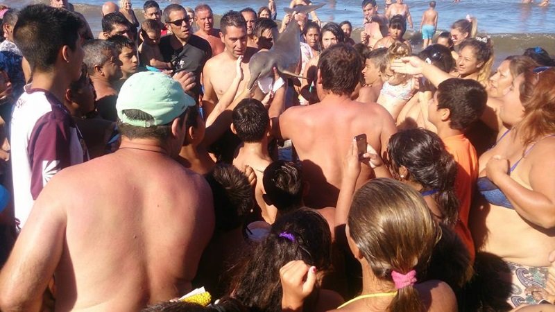 Delfin