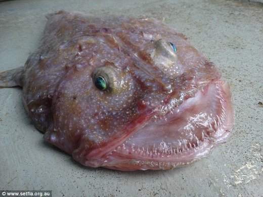 bizarre deep sea creature