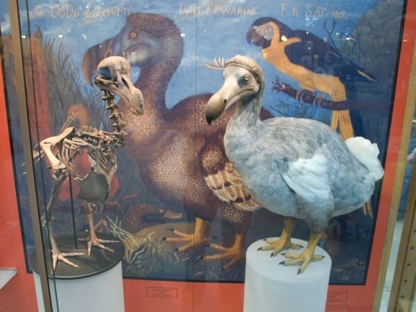 Nova istraživanja pokazala da izumrla ptica dodo nije glupa kao što se ranije mislilo