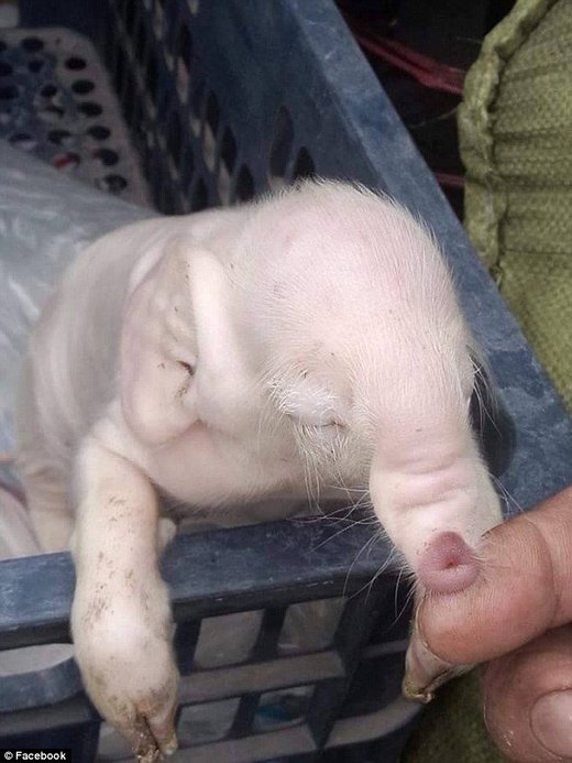U Kambodži rođena svinja koja izgleda kao slon
