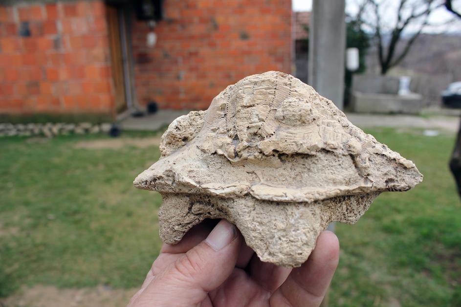 BiH: Poljoprivrednik pronašao fosile školjki stare 5 milijuna godina iz Panonskog mora
