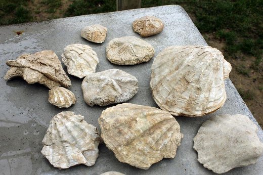 BiH: Poljoprivrednik pronašao fosile školjki stare 5 milijuna godina iz Panonskog mora