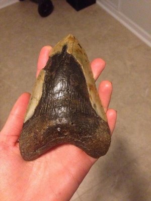 BiH: Poljoprivrednik pronašao fosile školjki stare 5 milijuna godina iz Panonskog mora       