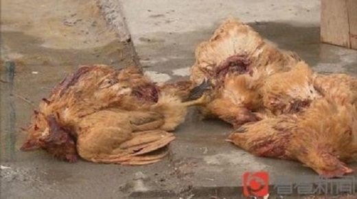 Kina: Nepoznati predator noću isisao krv pticama, zasad stradalo oko 200 životinja