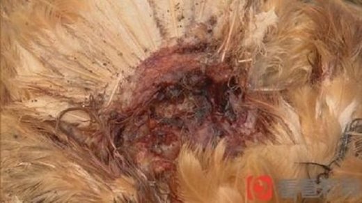 Kina: Nepoznati predator noću isisao krv pticama, zasad stradalo oko 200 životinja