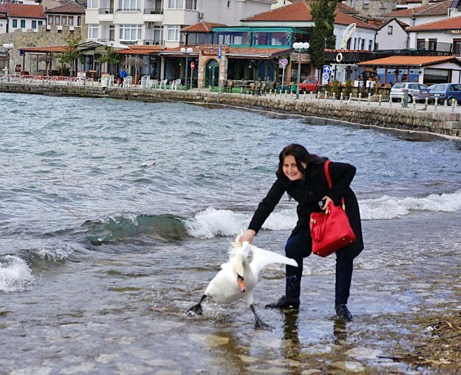 Još jedna nedužna žrtva bolesne pomame: Zbog selfia uginuo labud na Ohridskom jezeru