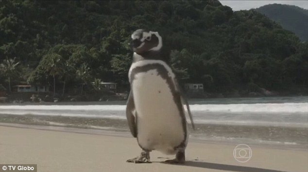Pingvin Dindim svake godine pliva 8000 kilometara kako bi posjetio svog prijatelja