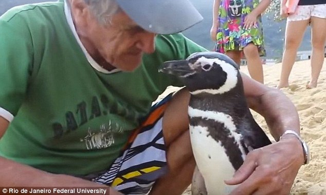 Pingvin Dindim svake godine pliva 8000 kilometara kako bi posjetio svog prijatelja