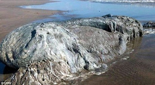 Meksiko: More izbacilo čudno morsko stvorenje na plaži u Akapulku, stručnjaci zbunjeni 