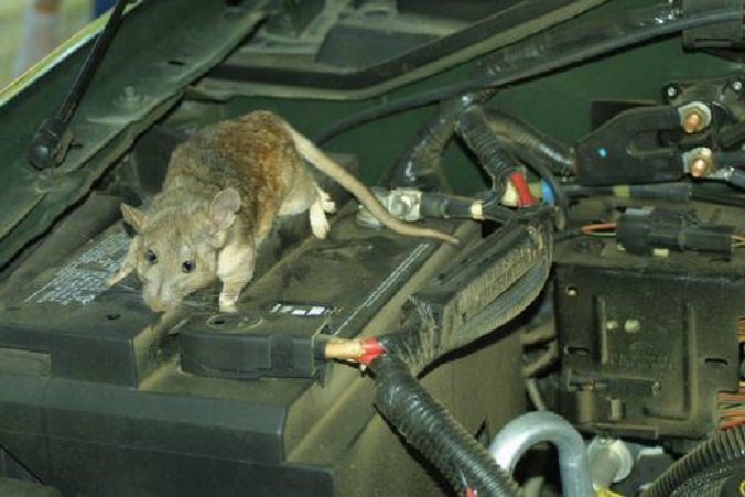 Na slovenačkoj obali neobična pojava: Najezda miševa i pacova na automobile