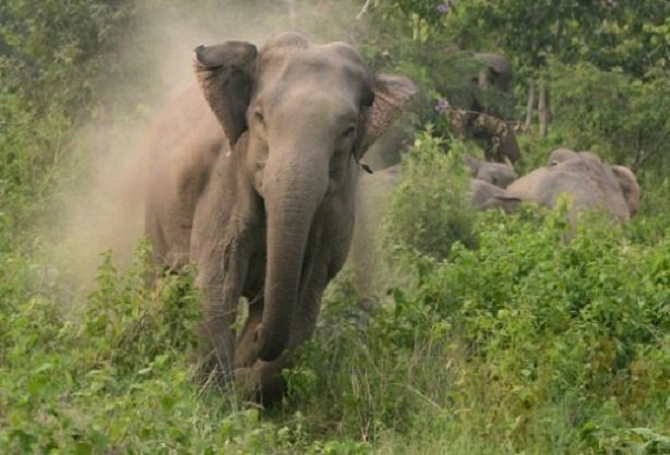 Indija: Divlji slonovi ubili 5 osoba u Zapadnom Bengalu