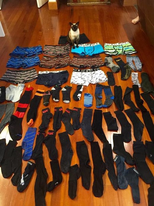 Mačka Brigit ima snažnu sklonost za čarape i muško donje rublje
