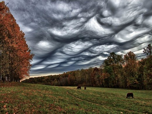 Undulatus asperatus