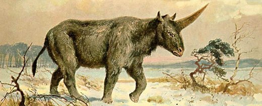 Nije jednorog: Fosili pokazali da je ogromni sibirski nosorog izumro drastično kasnije nego što se mislilo do sada