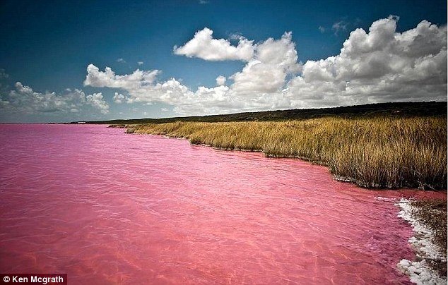 Rješena misterija australijskog ružičastog jezera: Boja jezera prouzrokovana algama koje vole so