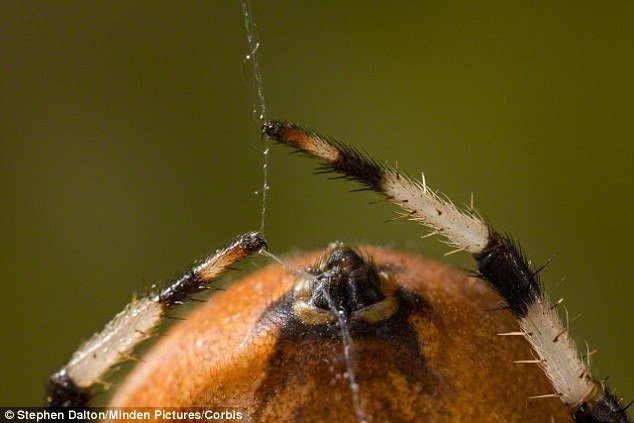Drevno stvorenje slično pauku: 305 miliona star pauk nema organe za 