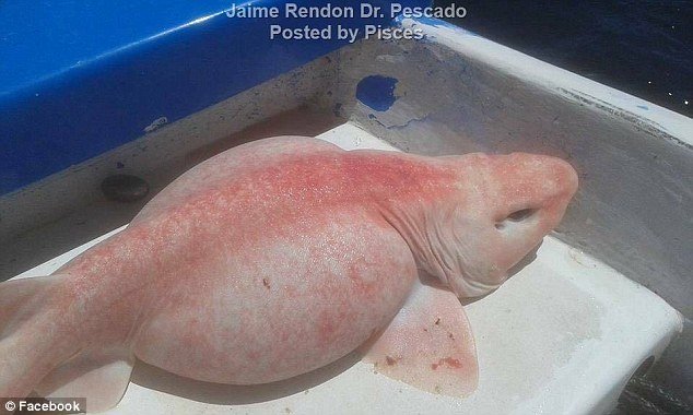 Ribari u Meksiku izvukli iz vode bizarno morsko stvorenje, rijetku 
