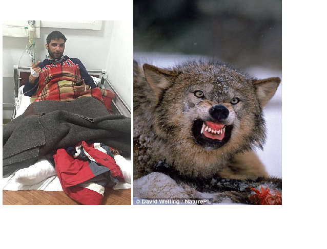 U Bugarskoj na skijanju mladića napali vukovi