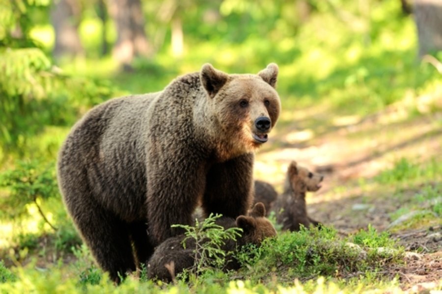 Medvjed Pyrson, slovenski Kazanova, izvukao svoju vrstu sa praga izumiranja 