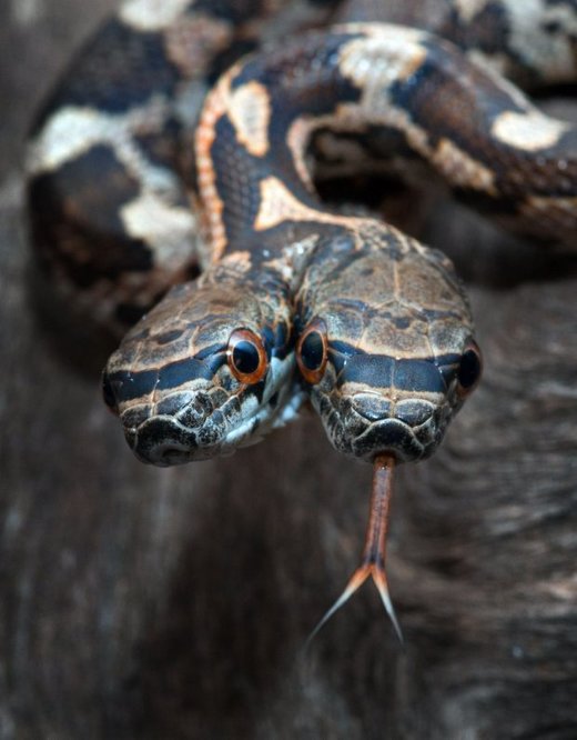 SAD: Pronađena zmija sa dvije glave u Kanzasu