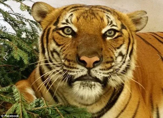 Florida: U zoološkom vrtu malajski tigar ubio svoju čuvaricu