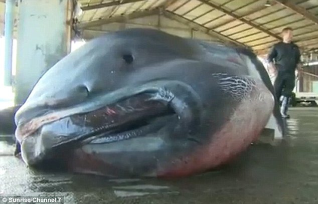 Rare, giant copy velikouste sharks caught with Japan