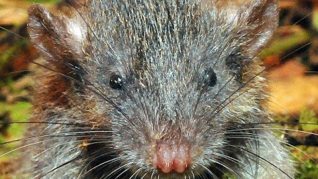 U Indoneziji otkrivena nova vrsta štakora