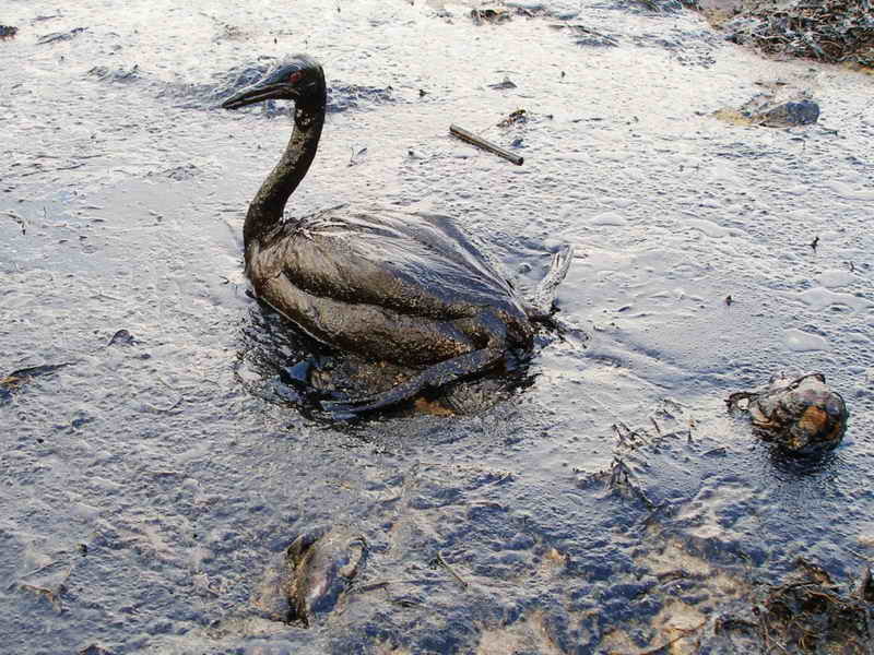 Italija: Zbog isticanja više tona sirove nafte u rijeku u Genovi proglašeno izvanredno stanje