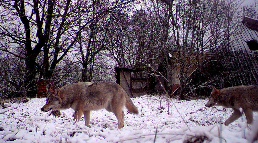 Klikni za povećanje chernobyl wildlife
