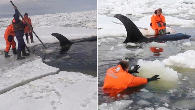 Rusija: 4 Orke spašene iz ledenih santi