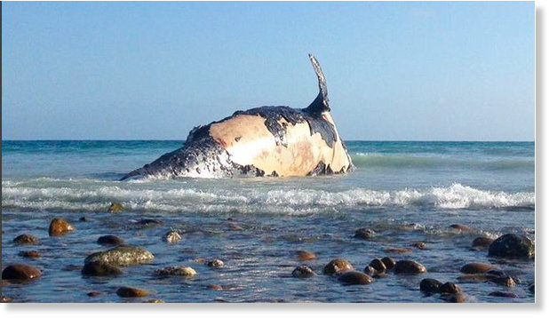 Mrtav kit isplivao na obali Kalifornije