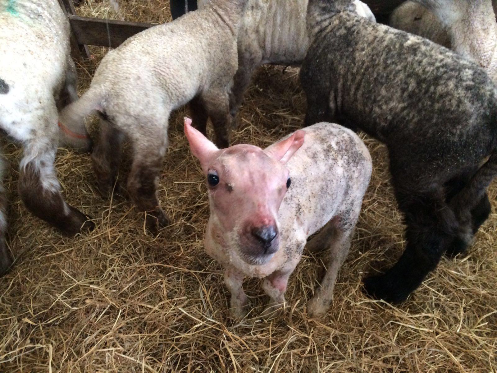 Engleska: Rođeno jagnje bez imalo vune u Viltširu