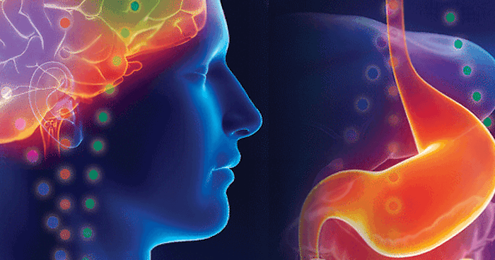 The brain and gut communicate