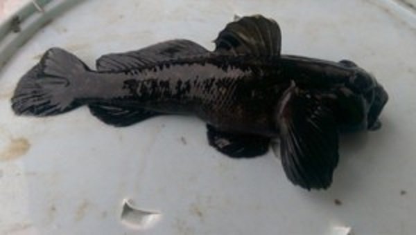 Upecana do sada neviđena crna riba u Savi