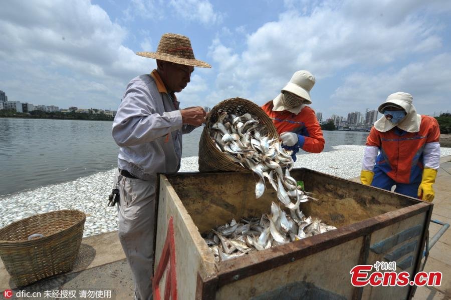 Kina: Ribari izvadili 20 tona mrtve ribe iz jezera Hainan 