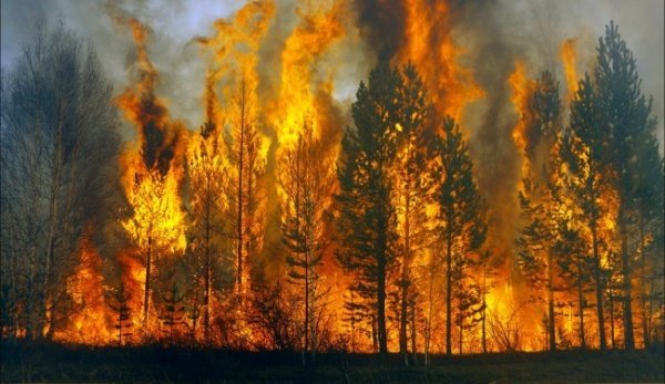 U Rusiji gori 45 šumskih požara, najveći požari u Amurskoj oblasti