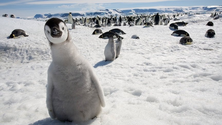 Da li pingvini vole slušati operu?
