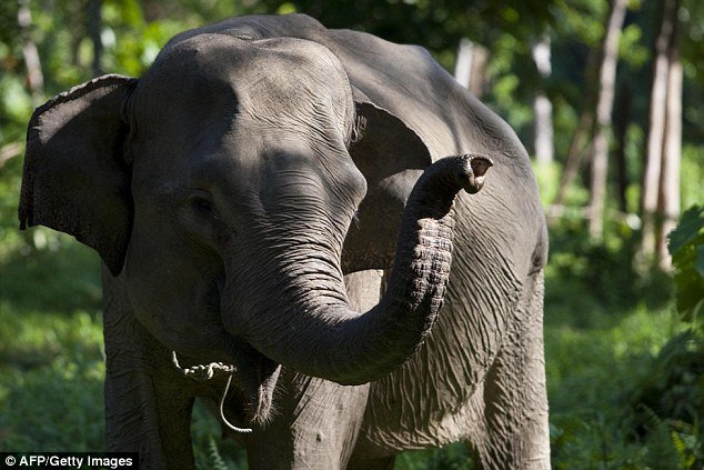 Indonezija: Slon ubio ženu na turističkom ostrvu Java