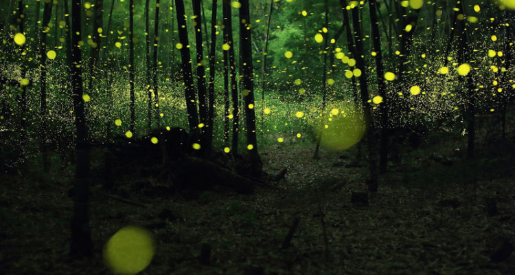  bioluminescent forest
