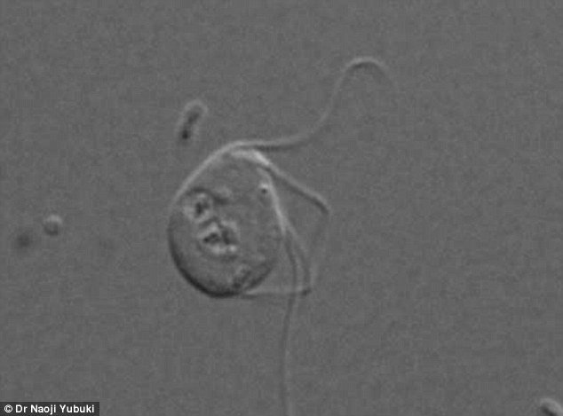 Čudna stvorenja odolijevaju biologiji: Mikroorganizmi bez mitohondrija pokazuju da je život fleksibilniji nego se mislilo