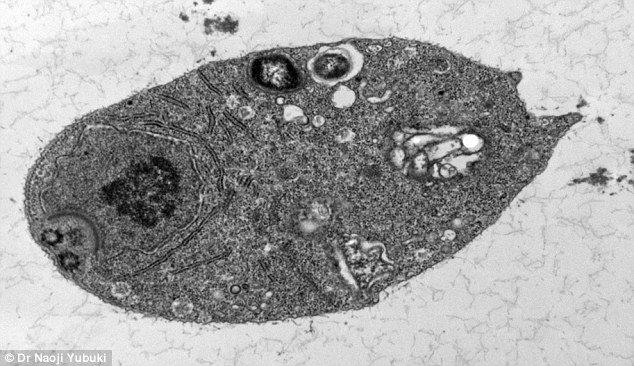 Čudna stvorenja odolijevaju biologiji: Mikroorganizmi bez mitohondrija pokazuju da je život fleksibilniji nego se mislilo