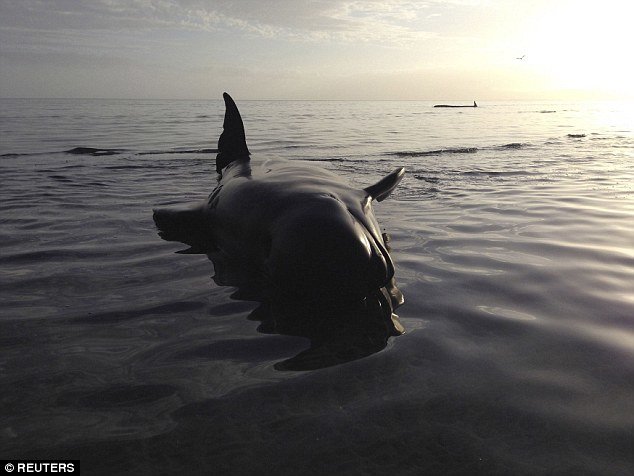 Meksiko: Više od 20 kitova nasukanih na obali uginulo je uprkos pomoći spasilaca da ih vrate u vodu