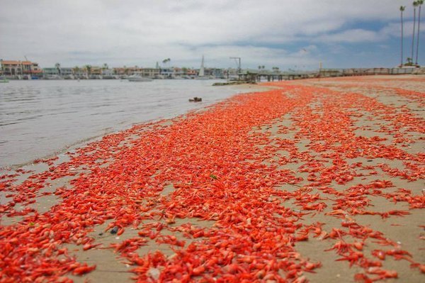 Stotine hiljada živih rakova more izbacilo na obalu grada u Kaliforniji