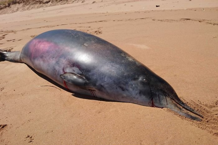 Na obale južne Australije more izbacilo enigmu za naučnike: Rijetka vrsta ženke kljunastog kita sa dvije male kljove kakve imaju mužnjaci