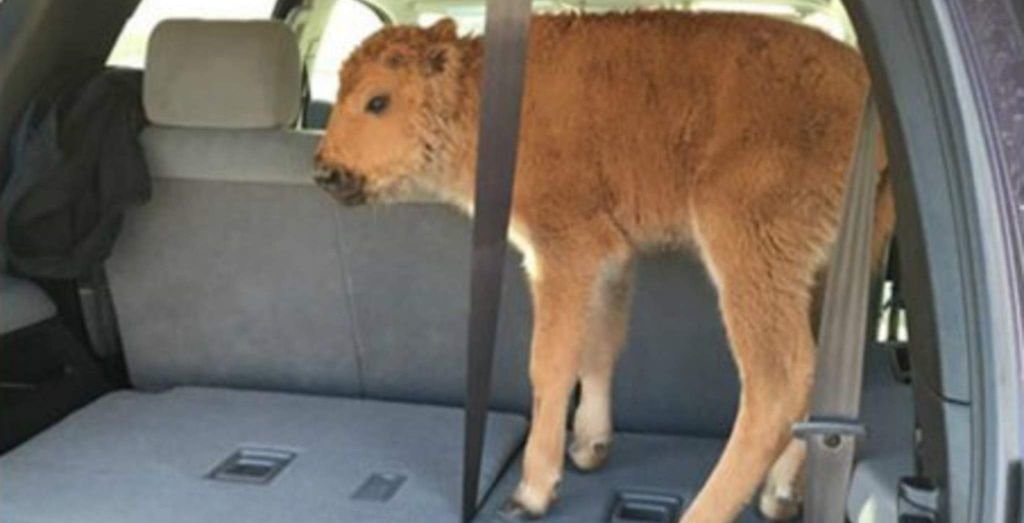 Mali bizor eutanaziran nakon što su turisti mislili da su ga spasili od hladnoće