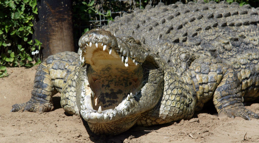 Nilski krokodili koji love ljude u Africi pronađeni na Floridi
